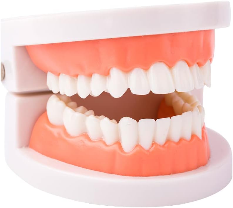 Standard Dental Study Model (adult typodont)